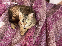 Süsses Schätzchen Moe sucht liebevolles Zuhause