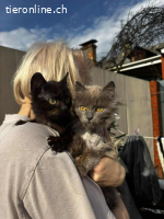 Süßes sieben Monate altes Schwesternpaar sucht Dich!