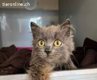 Süßes sieben Monate altes Schwesternpaar sucht Dich!