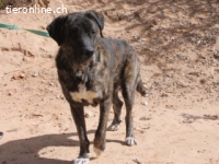 Sultan ist eine Seele - ein wahrer Freund