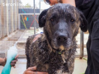 Sultan ist eine Seele - ein wahrer Freund