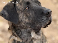 Sultan ist eine Seele - ein wahrer Freund