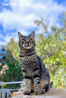 SUMO - LIEBER ANHAENGLICHER KATER SUCHT SEINE FAMILIE