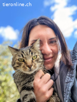 SUMO - LIEBER ANHAENGLICHER KATER SUCHT SEINE FAMILIE