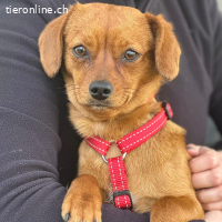 Sunny – anhängliche und liebe Hündin