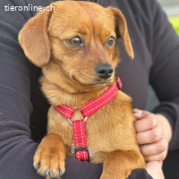 Sunny – anhängliche und liebe Hündin