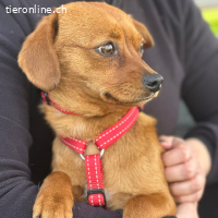 Sunny – anhängliche und liebe Hündin