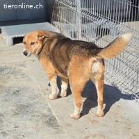 Sunny- stiller Sonnenschein auf der suche nach  dir