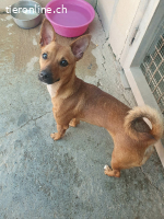 Susan, w./kastr., geb. 04/2024, Größe: 26 cm/5,4 kg