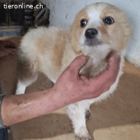 Susu - im Elend geboren