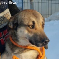 Sven – freundlich zu Menschen und Artgenossen