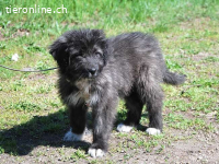 SWEET MAYA, bezauberndes Mixmädel, ca. 3 Mo., 33cm, 6kg