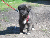 SWEET MIMI, niedliches Mischlingsmädchen, ca. 3 Monate, 35