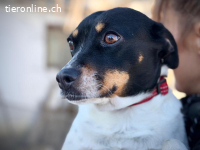 Szandi – Tierheim Tamási