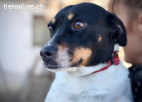 Szandi – Tierheim Tamási