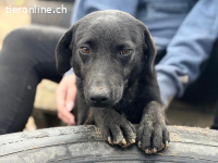 Szurina, dankbare, freundliche, sanfte und liebe Hündin