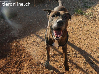 Tabby sucht liebevolles Zuhause für seinen Lebensabend