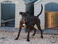 Tabby sucht liebevolles Zuhause für seinen Lebensabend