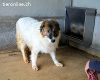 Tachelle - Was bleibt, wenn man verlernt zu überleben?