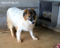 Tachelle - Was bleibt, wenn man verlernt zu überleben?