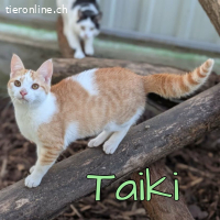 RESERVIERT - Taiki sucht sein Familien - Glück