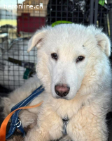 Taio – eine Seele von Hund