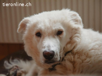 Taio – eine Seele von Hund