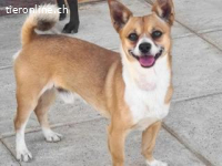 Tango - freundlich und verschmust