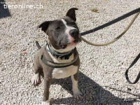 Tango - junges Energiebündel mit großem Herz