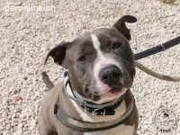 Tango - junges Energiebündel mit großem Herz