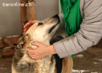 Tano, ein Goldschatz!