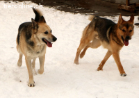 Tano, ein Goldschatz!