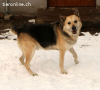 Tano - ein Goldschatz!