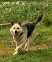 Tano - ein Goldschatz!