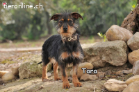 TARA
