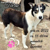 Taro – sensibler Rüde sucht sein Zuhause
