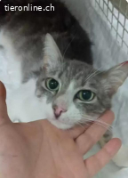 Teddy suchte luftringend im Müll nach Futter.