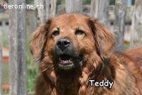 TEDDY