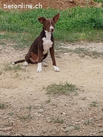 Tequila- ein kleies Wunder  auf   vier Pfoten
