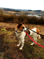 Theo - pfiffiges Kerlchen