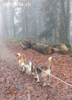 Thor - Ein großes Herz sucht ein Zuhause