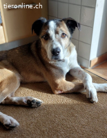 Thor - Ein großes Herz sucht ein Zuhause