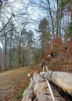Thor - Ein großes Herz sucht ein Zuhause