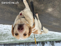 Thor - König der Hunde