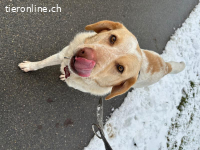 Thor - König der Hunde