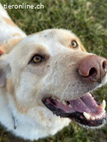 Thor - König der Hunde