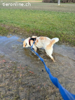 Thor - König der Hunde