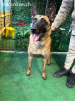 Thor - Sie können auf absolute Loyalität zählen!