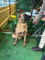 Thor - Sie können auf absolute Loyalität zählen!