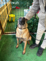 Thor - Sie können auf absolute Loyalität zählen!